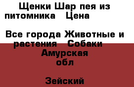 Щенки Шар пея из питомника › Цена ­ 25 000 - Все города Животные и растения » Собаки   . Амурская обл.,Зейский р-н